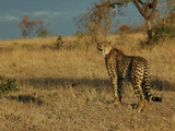 Inyati Cheetah